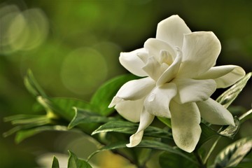 Pretty gardenia flower (Gardenia jasminoides) blooming in the green garden background , Spring in GA USA.