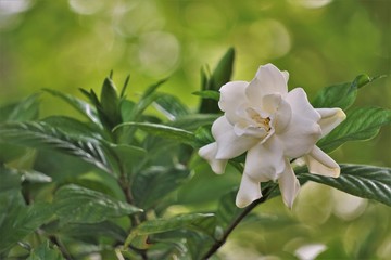 Pretty gardenia flower (Gardenia jasminoides) blooming in the green garden background , Spring in GA USA.