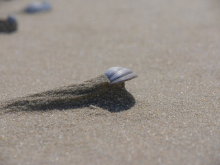 Sea shell on a wind drift