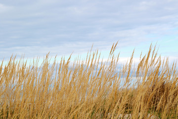 empty Baltic sea beach