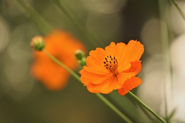 Pretty yellow cosmos flower (Cosmos bipinnatus) on soft focus green garden background, Autumn in GA USA.
