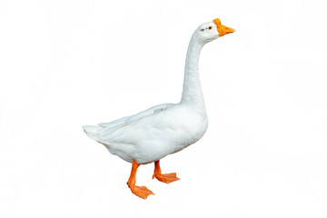 White goose isolated on white background. File contains with clipping path so easy to work.