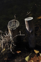 Bliźnięta © Dominika