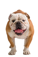 Obraz premium english bulldog portrait on white background