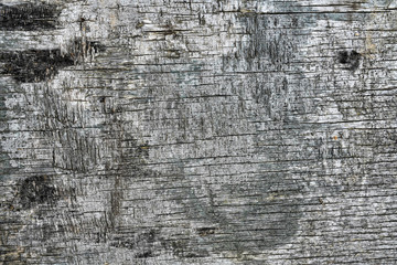 A black bark of a tree texture. Old vintage board texture.