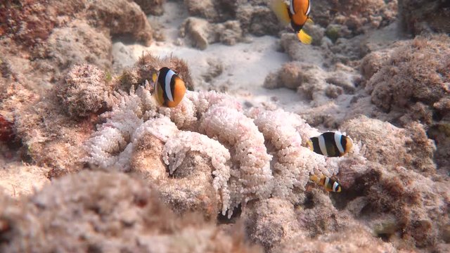 Yellowtail clownfishes and beaded sea anemone underwater, Maldives