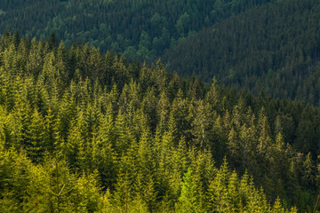 Summer sunlight on green trees in the in Krkonose National park forest, Czech Republic