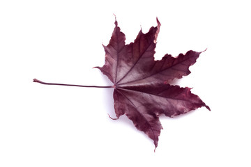 Top view on amazing fallen purple autumn maple leaf isolated on white background. Flat lay background. Clipping path design element.