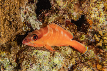 Fish swim in the Red Sea, colorful fish, Eilat Israel