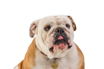 Obraz premium english bulldog portrait on white background