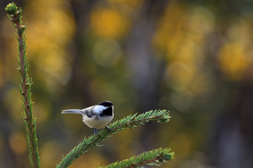Black-capped chickadee
