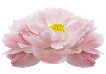 Fototapeta premium light red Peony flower on a white isolated background with clipping path. Nature. Closeup no shadows. Garden flower.