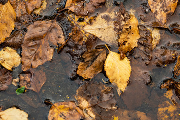 Wet autumn leaves