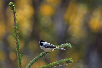 Black-capped chickadee
