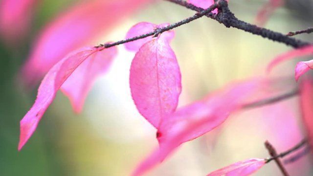 Autumn leaf branch. Autumn pink leaf branch. Nature light background. Soft focus