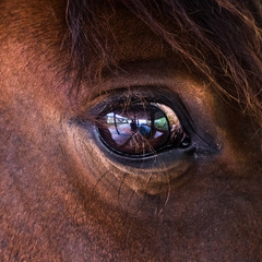 cheval