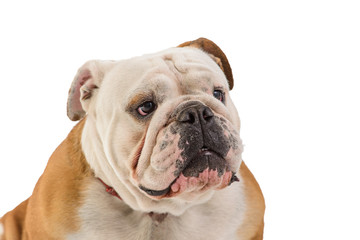 english bulldog portrait on white background
