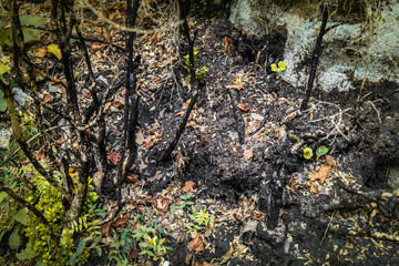 burnt trees in a beautiful forest, consequences of natural catastrophe