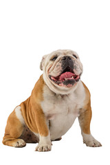 english bulldog portrait on white background