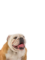 english bulldog portrait on white background