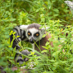 Portrait of adult lemur katta sitting in the grass