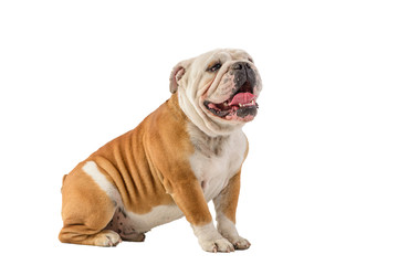 english bulldog portrait on white background