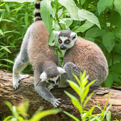 Portrait of two kutta lemurs on a fallen tree trunk