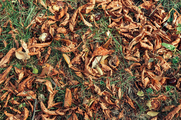dry autumn leaves of yellow maple closeup on the grass. Autumn landscape background. Autumn abstract background with gold maple. Autumn nature forest background for design.Copy space.