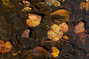 Leaves in water