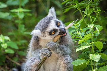 Lemur katta eats a young bamboo shoot