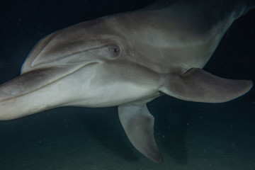 Dolphin swimming with divers in the Red Sea, Eilat Israel