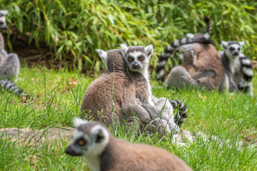 Katta lemurs on a day break in a clearing