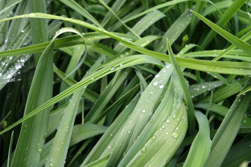 Obraz premium Green grass with dew drops on it.