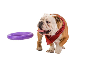 english bulldog portrait on white background