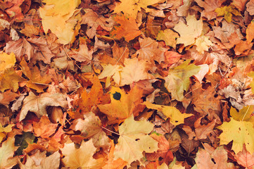 beautiful autumn leaves of yellow maple closeup. Autumn landscape background. Autumn abstract background with gold maple. Autumn nature forest background for design.Copy space.