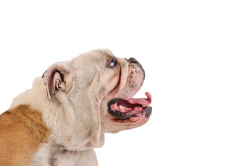 english bulldog portrait on white background