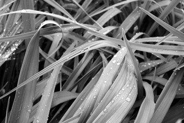 Grass with dew drops on it in black and white.
