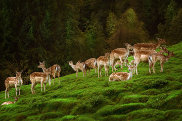 Deers near the Forest