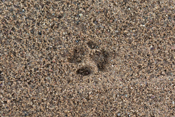 pronounced clear trail of a cat on a small pebble