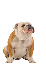 english bulldog portrait on white background