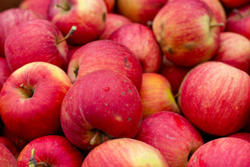 background of red apples. Autumn, picking apples, Champion is a variety of home-made apple trees, brought out by Czech breeders