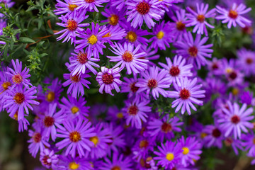 Obraz premium Pretty purple alpine asters in the garden on a sunny summer day close-up