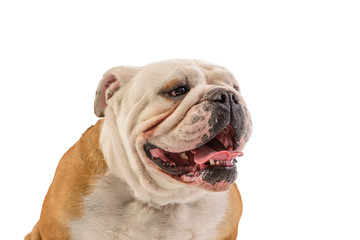 english bulldog portrait on white background