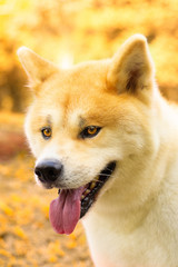 Akita outono