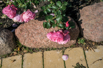 Roses in a yard.