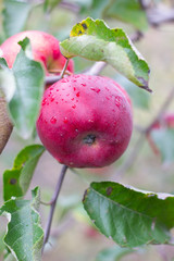 large ripe apples clusters hanging heap on a tree branch in an intense apple orchard. Dewdrops. Vitamins. Vegetarian