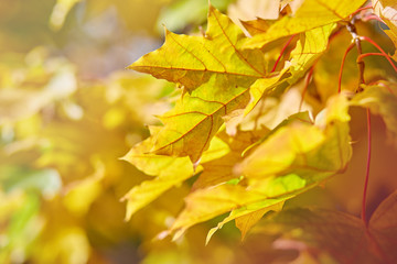 Green leaves on maple tree.Maple foliage.