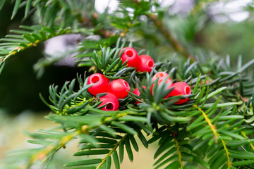 The european yew or taxus baccata tree branch with the red berries