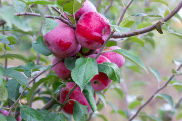 Florina, sometimes Querina, winter variety of home-made apple, Ripe fruit on a branch covered with dew from the rain. Vitamins. Vegetarian food. Selective focus.