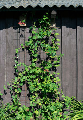 Climber plant on wall.